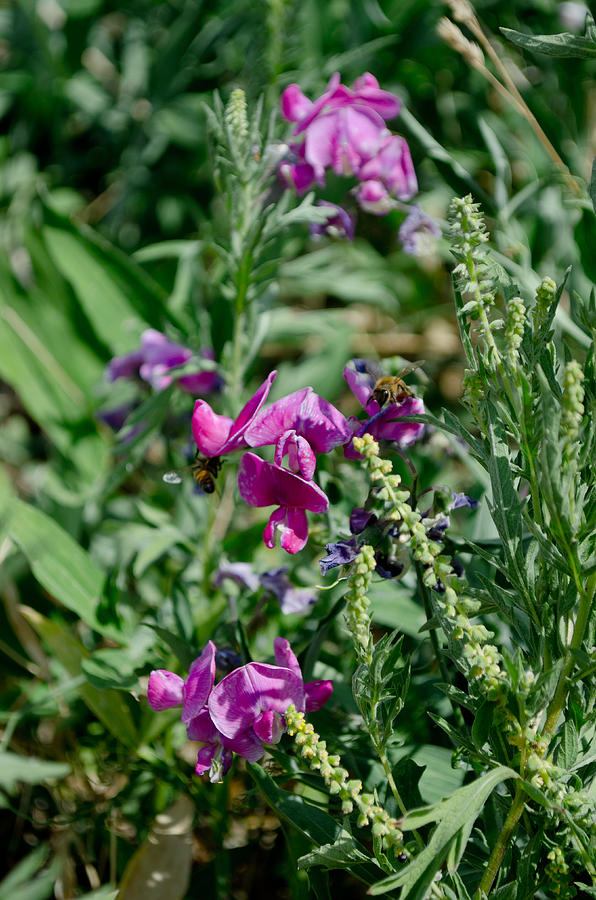 Flower Photograph - Flowers-Flatirons Trail by Grease and Concrete