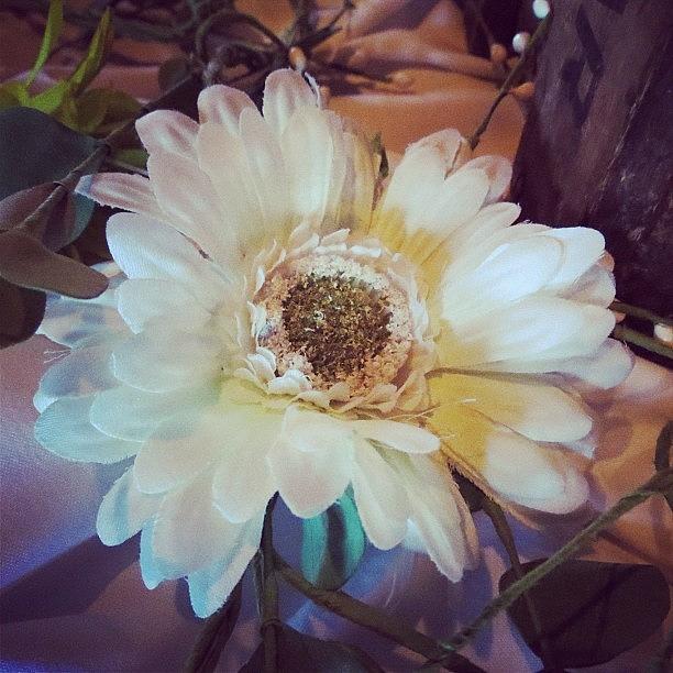 Daisy Photograph - #flowers #floral #decor #decoration by Jenna Luehrsen