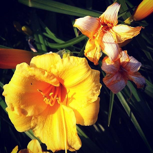 Summer Photograph - #flowers #flower #beautiful #instagood by Maygen Heap