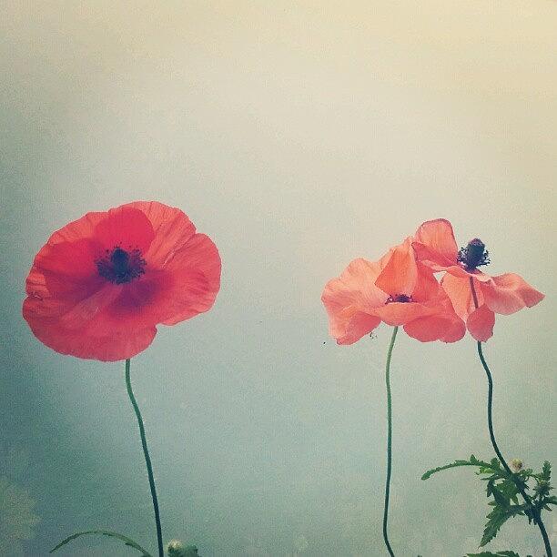 Flower Photograph - #flowers #flowerofinstagram #redflower by Carola @ Rotterdam Netherlands