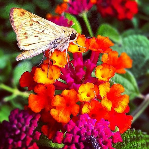 Butterfly Photograph - #flowers #flowerpics #all_shots #floral by Daniel Corson