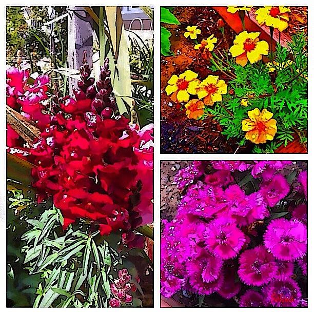 Flowers From A San Francisco Photograph by Selina P