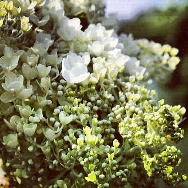 Flower Photograph - #flowers #graveyard #natureofinstagram by Morgan M