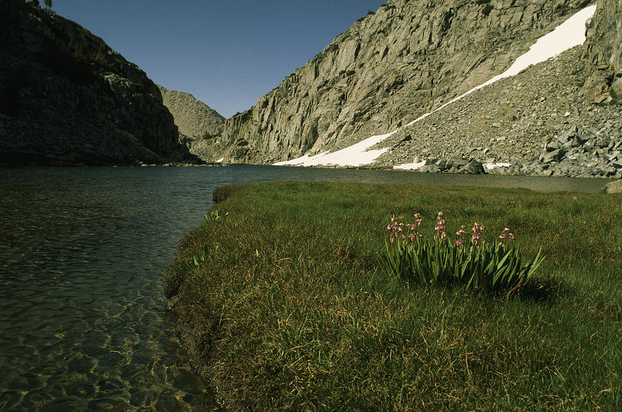 Flowers Grow On A Grassy River Banks Photograph by Gordon Wiltsie