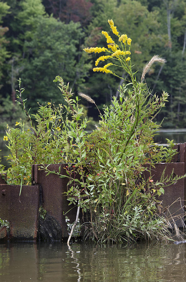 Flowers Growing from Ship Wreckage - Mallows Bay Maryland Photograph by Brendan Reals