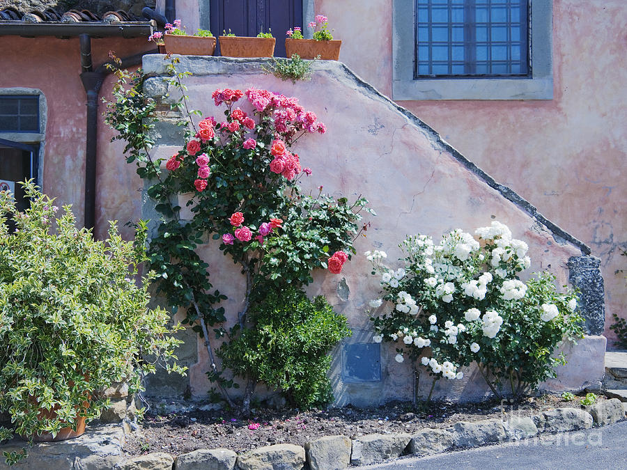 Flowers Growing On Side Of House Stairs Photograph by Jeremy Woodhouse