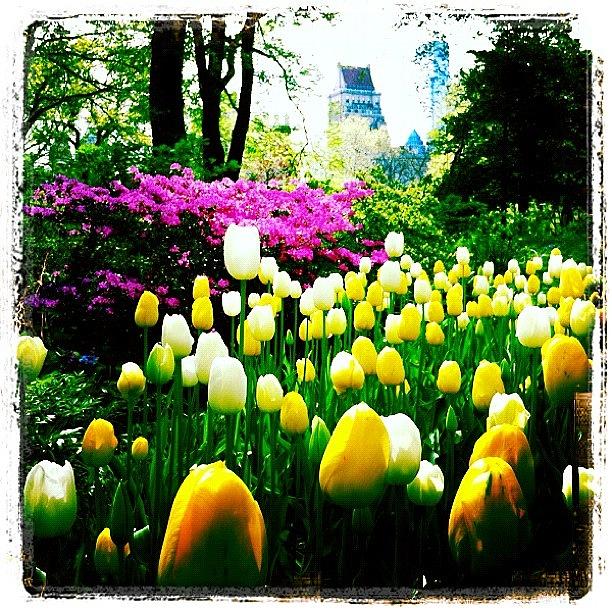 Flower Photograph - Flowers in Central Park by Jess Stanisic