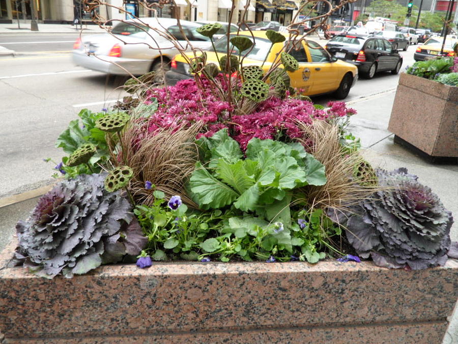 Flowers in Chicago Street Photograph by Val Oconnor