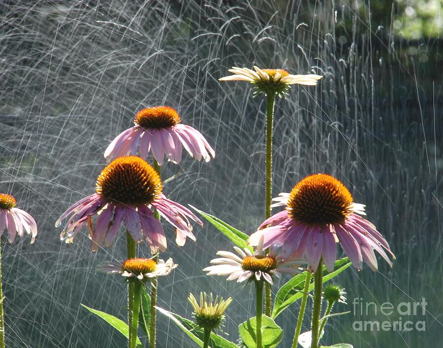 Flowers in the Rain Photograph by Randy J Heath