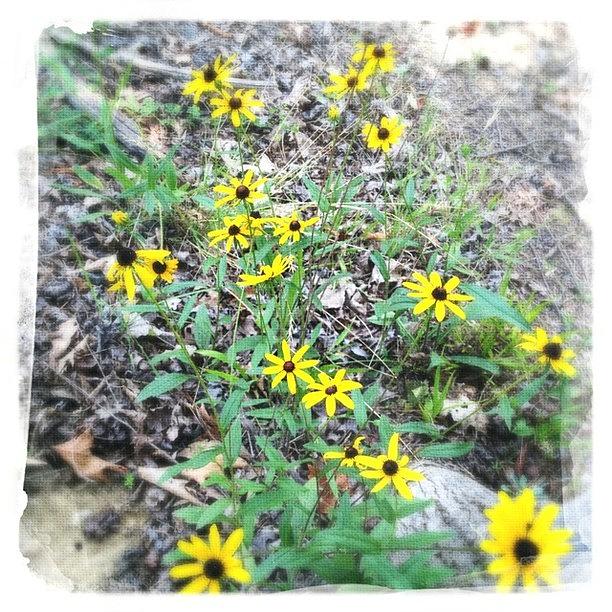 Wild Photograph - Flowers In The #wild @hipstachallenge by Molly Slater Jones