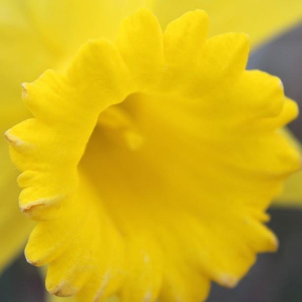 Nature Photograph - Daffodil Close Up by Justin Connor