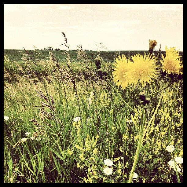 Nature Photograph - #flowers #northdakota #field #pretty by Emily Nielsen