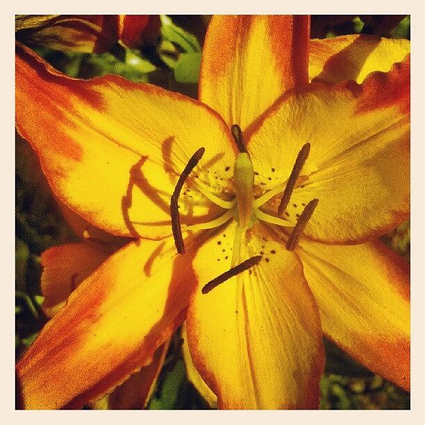Flower Photograph - #flowers #northdakota #lily #orange by Emily Nielsen