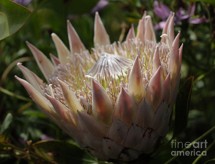 Nature Photograph - Flowers Of New Zealand 3 by Bob Christopher