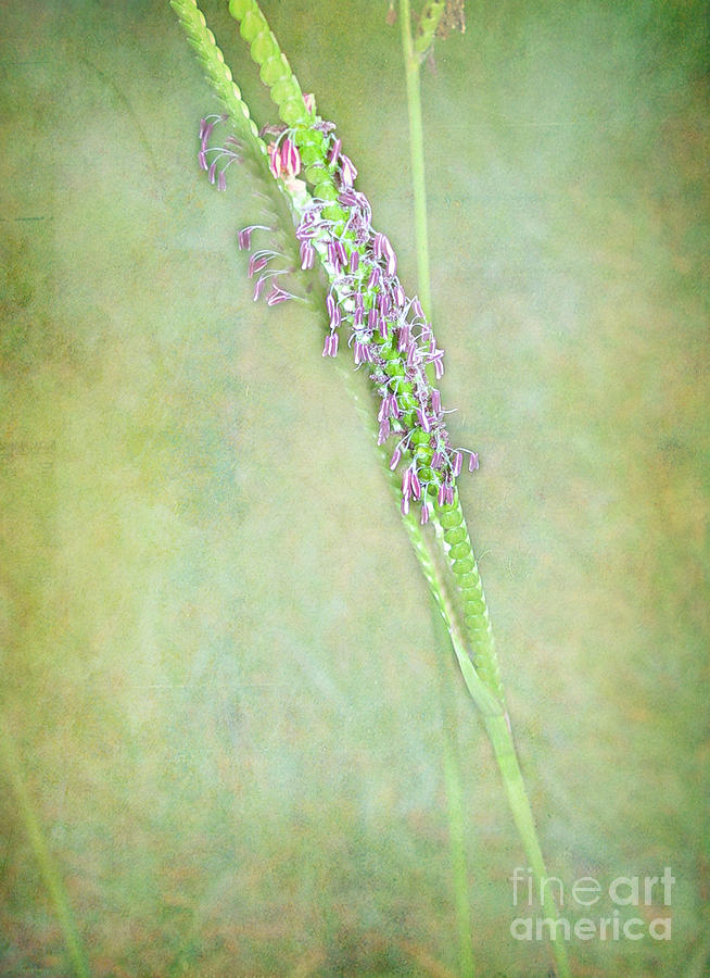 Flower Photograph - Flowers of the Grass by Judi Bagwell