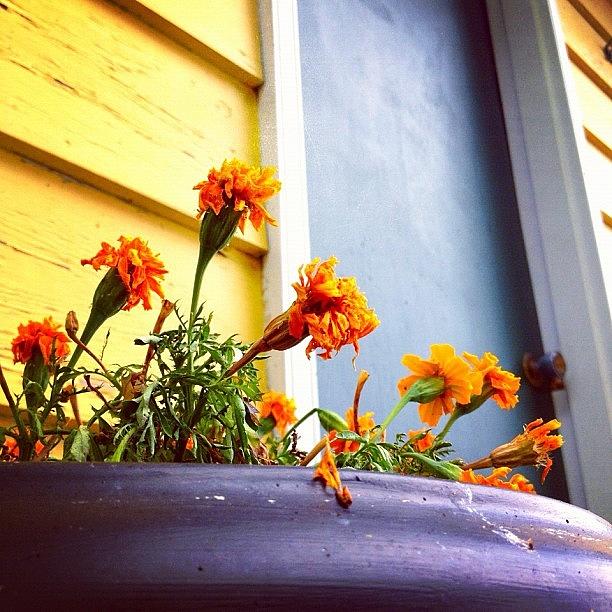 Flower Photograph - #flowers On The #dock, #orange #yellow by Stevie Carlyle