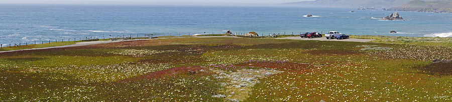 Flowers on the Northern California Coast Photograph by Mick Anderson