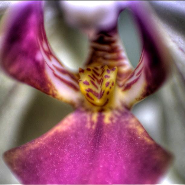 Flower Photograph - #flowers #orchid #orchids #macro by Omar Colon