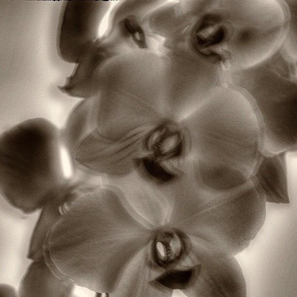 Flower Photograph - #flowers #orchid #orchids by Omar Colon