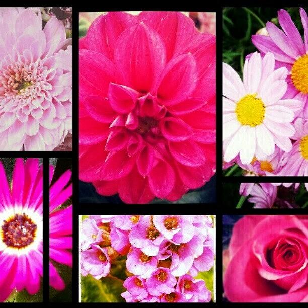 Nature Photograph - #flowers #pink #instaflower by Carola @ Rotterdam Netherlands