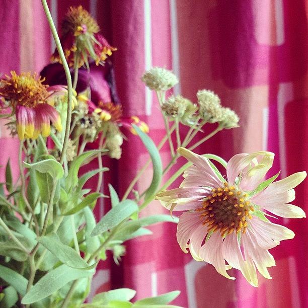 Flower Photograph - Flowers @sadieofthewoods Gave Us by Sarah Johanson