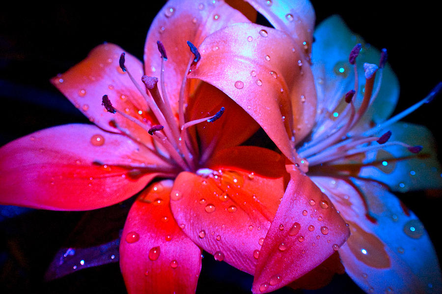 cool flower photography