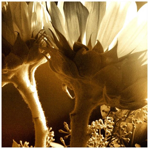 Sunlight Photograph - #flowers #sunlight #justbecause by Lucy Siciliano