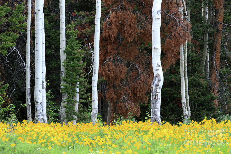 Flowers to Trees Photograph by Edward R Wisell
