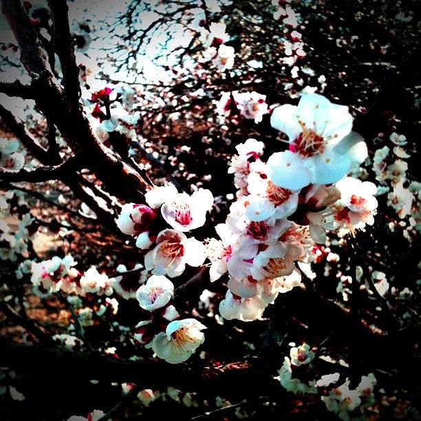 Flower Photograph - #flowers #tree by Jennifer OHarra