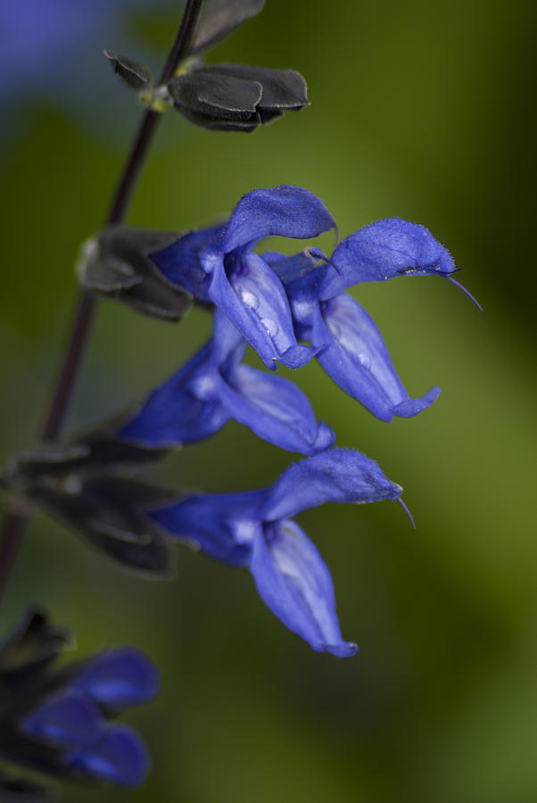 Flowers with Water Drops by Jason Pryor Flowers with Water Drops by Jason Pryor