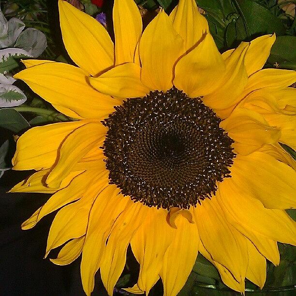 Flower Photograph - #flowers #yellow #garden #sunflower #sun by Leticia Moreno
