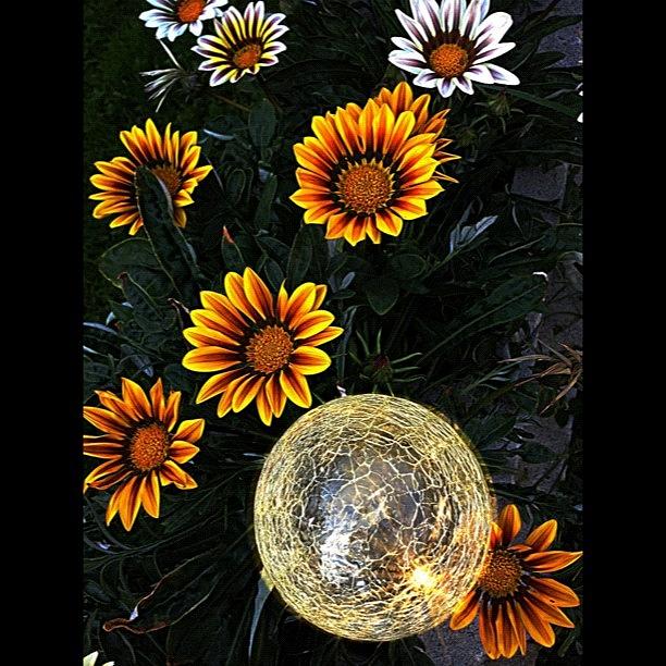 Flower Photograph - #flowers#garden #mygarden #gardenlight by Rita Frederick