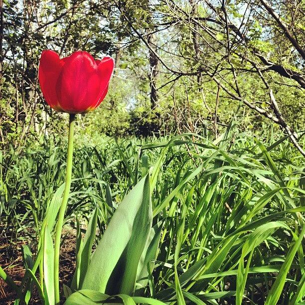 Tulip Photograph - #flowers#tulips #spring #trees by Emily Nielsen