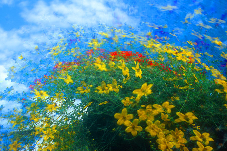 Flowery sky Photograph by David Smith