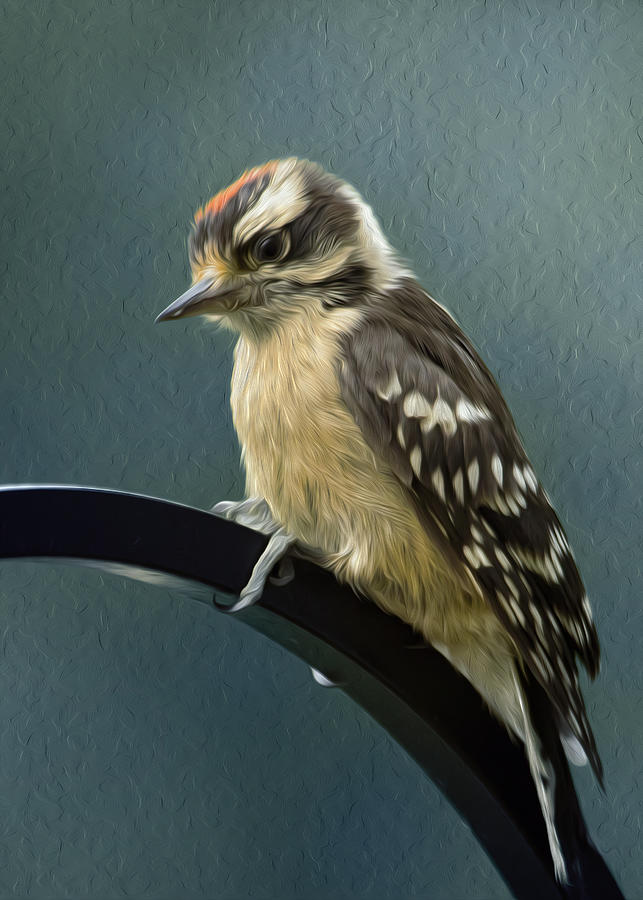 Flowing Downy Woodpecker Photograph by Bill and Linda Tiepelman