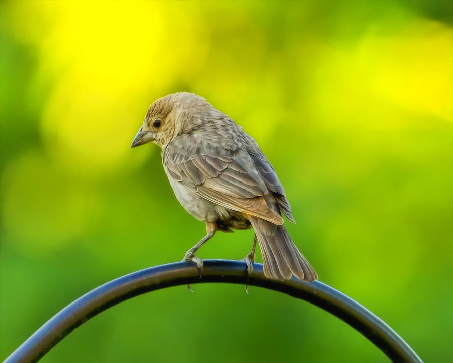 Flowing Female Cowbird Photograph by Bill and Linda Tiepelman