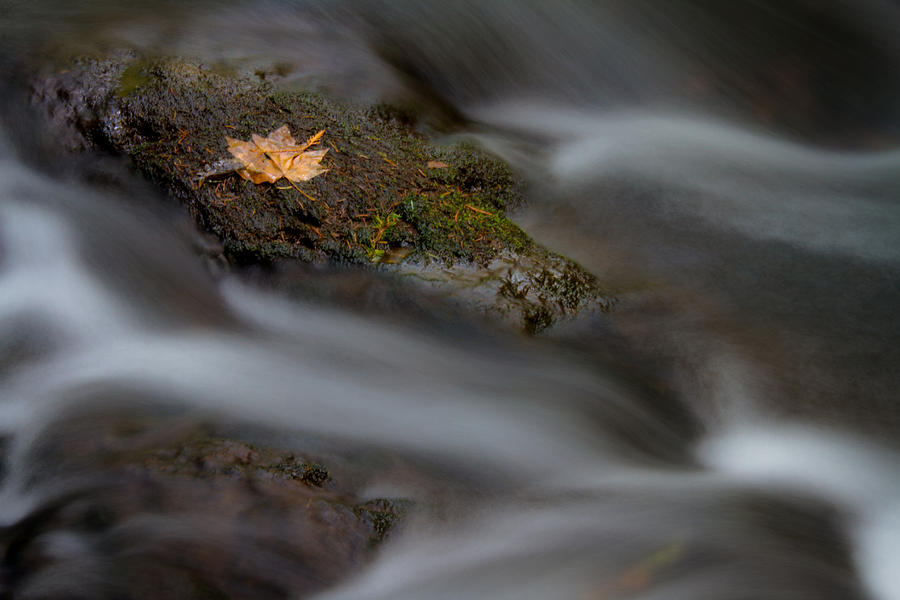 Whatcom Falls Photograph - Flowing Leaf 1 by Jonathan Hansen