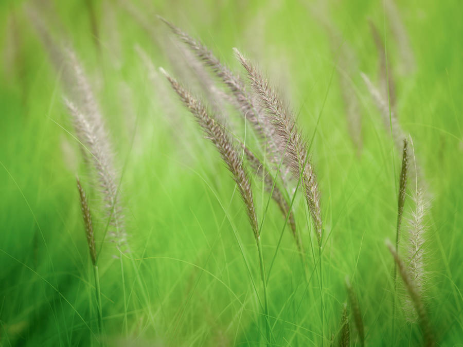 Flowing Reeds Photograph by Laurent Lucuix