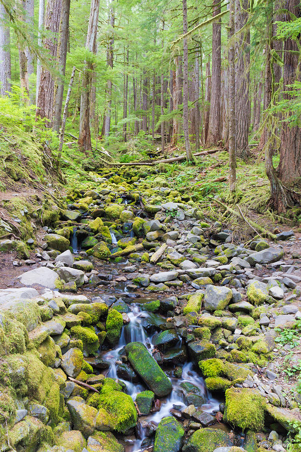 Olympic National Park Photograph - Flowing Through The Woods by Heidi Smith