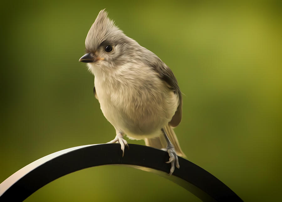 Flowing Tufted Titmouse Photograph by Bill and Linda Tiepelman