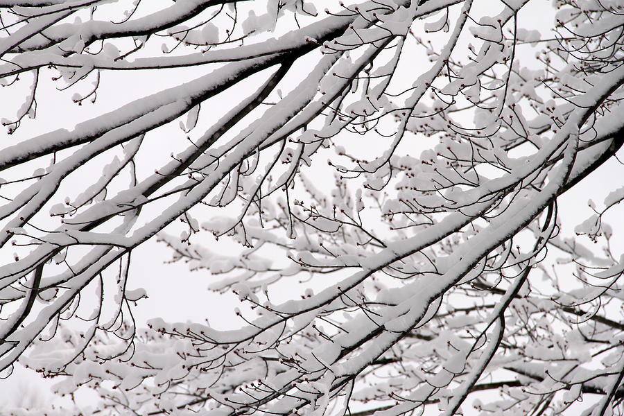 Fluff Covered Branches Photograph by Mark J Seefeldt