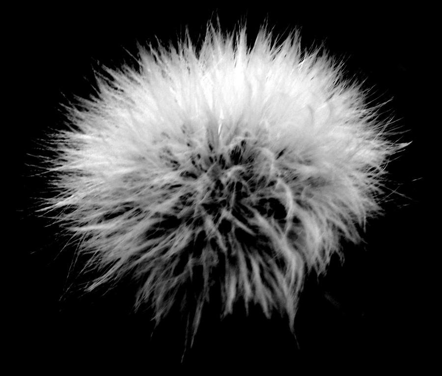 Fluff Photograph By Lorainek Photographs Fine Art America 7873