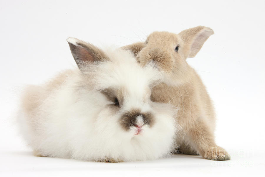 Fluffy And Smooth Young Rabbits Photograph by Mark Taylor