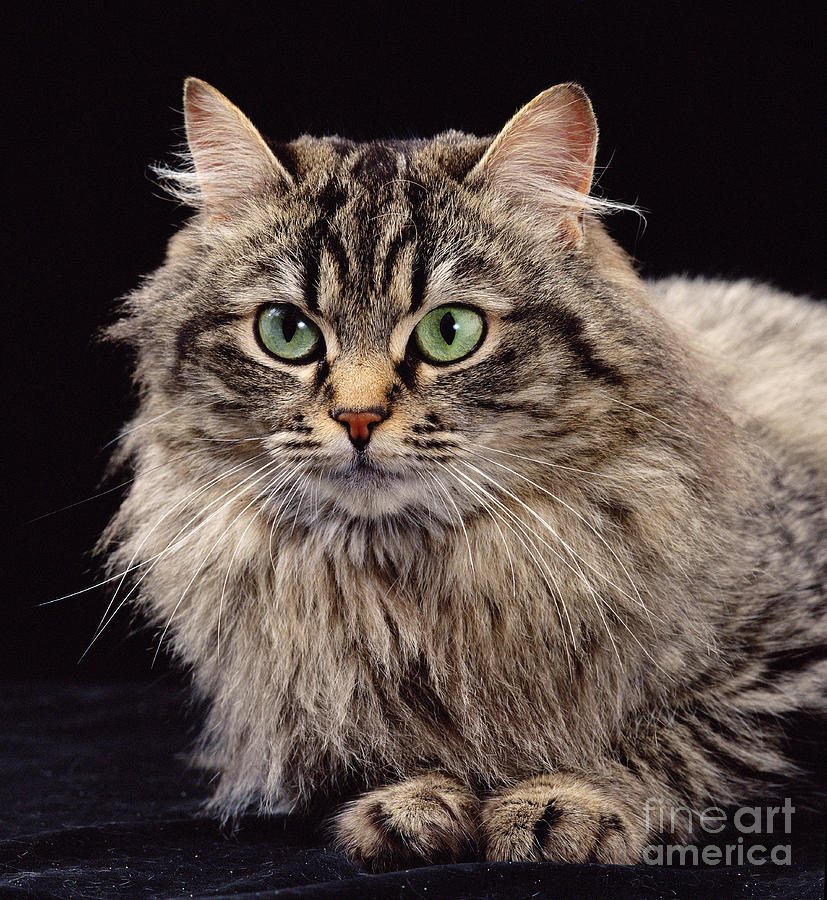 Fluffy Cat Photograph by Jane Burton