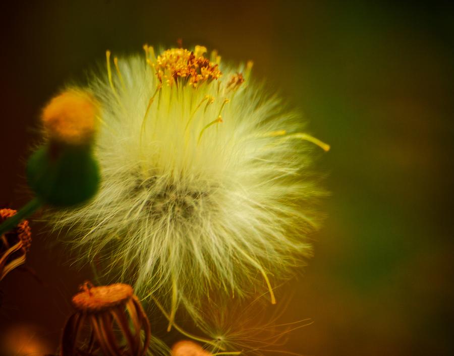 Fluffy Flower Photograph by Prince Andre Faubert