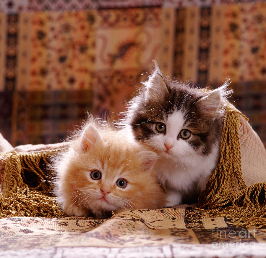 Cat Photograph - Fluffy Ginger And Tabby-and-white Kitten by Jane Burton
