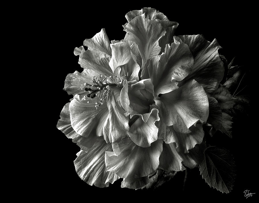 Flower Photograph - Fluffy Hibiscus in Black and White by Endre Balogh