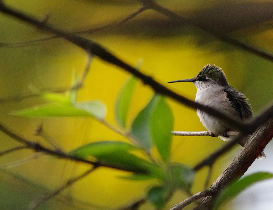 Hummingbird Photograph - Fluffy Hummingbird by Jenny Gandert