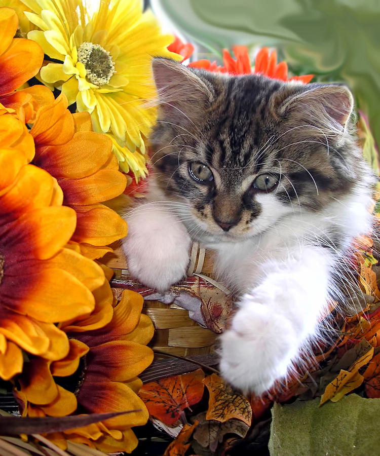 Fall Photograph - Fluffy Kitten Staring at a Mouse - Cute Kitty Cat in Fall Autumn Colours with Gerbera Flowers by Chantal PhotoPix