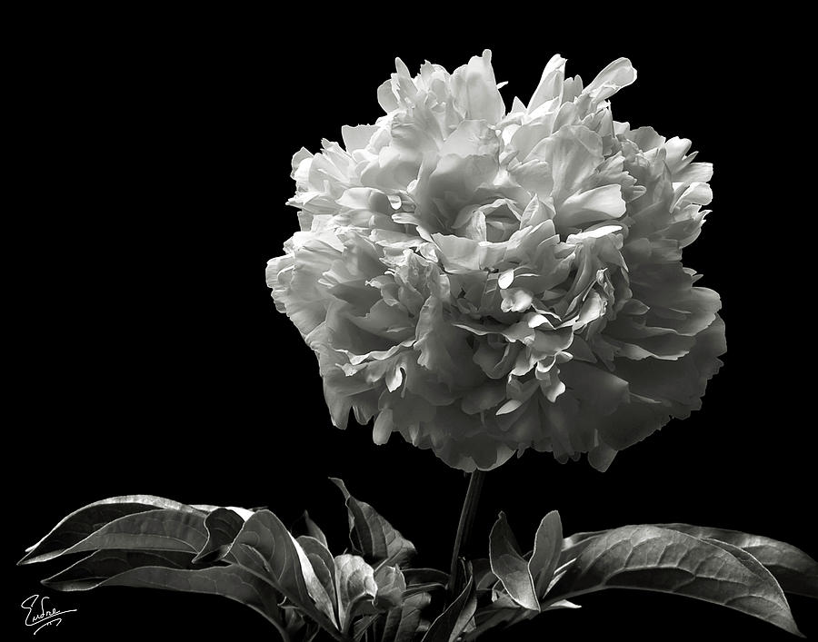 Fluffy Peony in Black and White Photograph by Endre Balogh